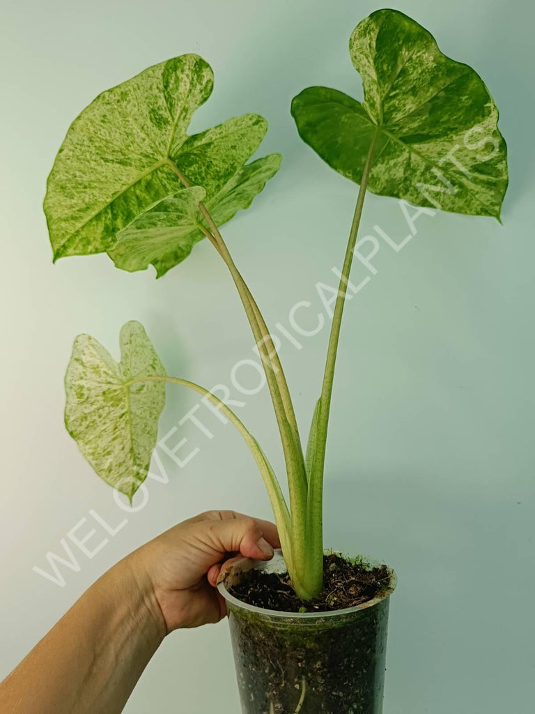 Alocasia macrorrhiza splash variegata