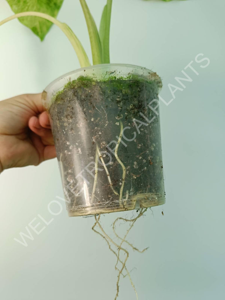 Alocasia macrorrhiza splash variegata