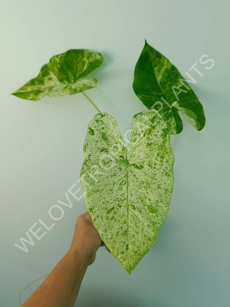 Alocasia macrorrhiza splash variegata