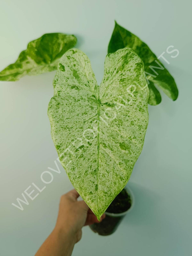 Alocasia macrorrhiza splash variegata