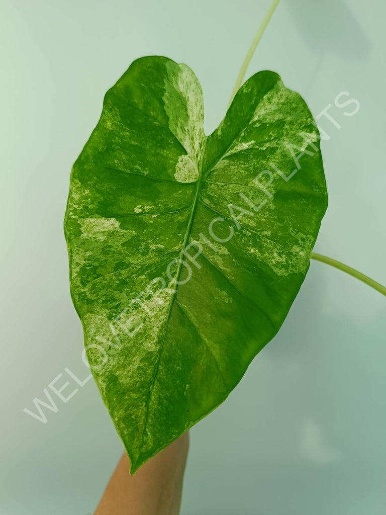 Alocasia macrorrhiza splash variegata