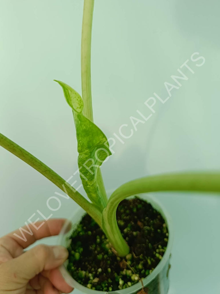 Alocasia macrorrhiza splash variegata