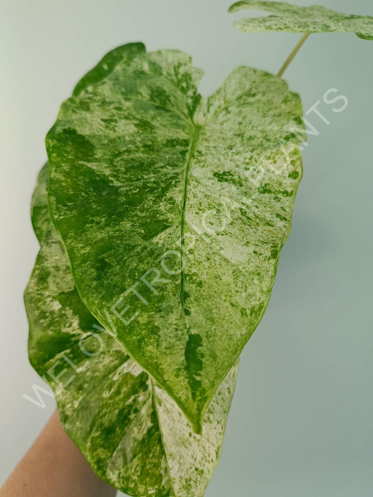 Alocasia macrorrhiza splash variegata