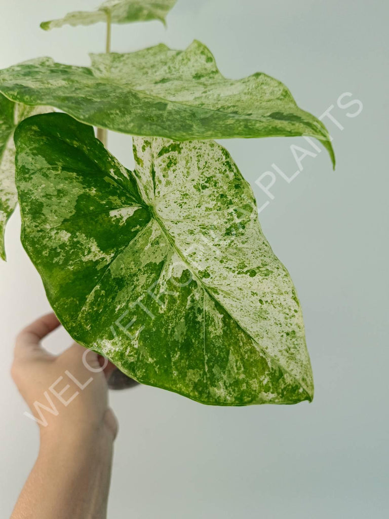 Alocasia macrorrhiza splash variegata