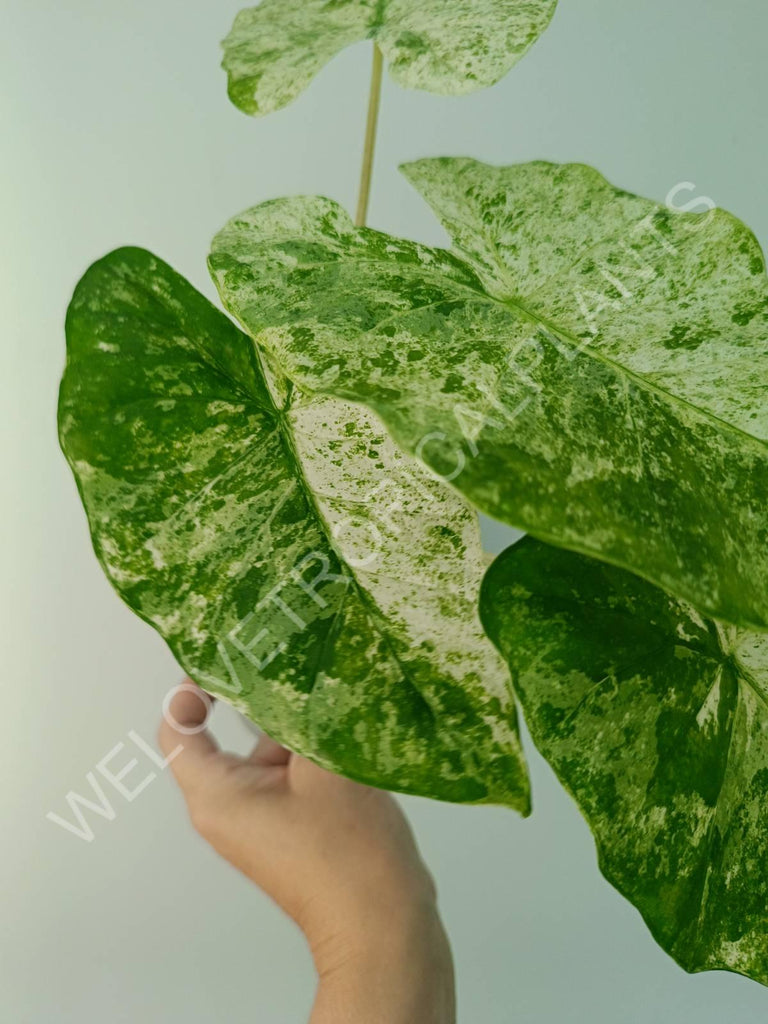 Alocasia macrorrhiza splash variegata