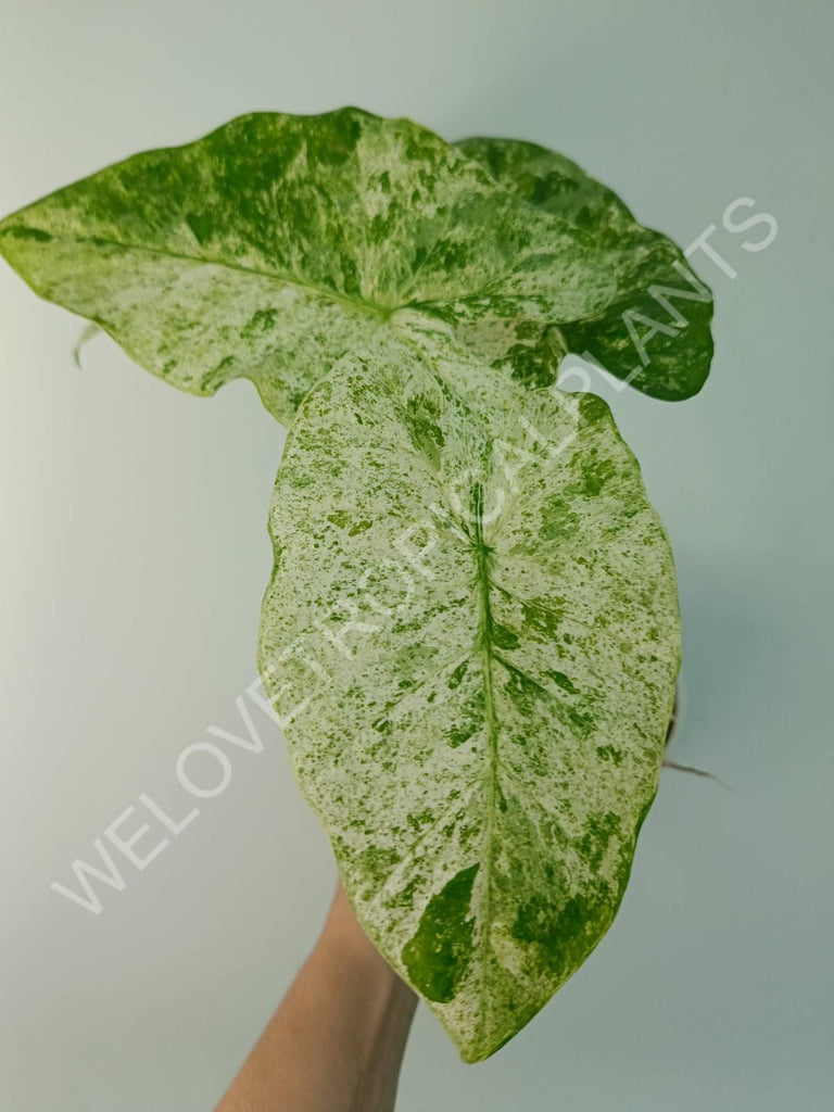 Alocasia macrorrhiza splash variegata