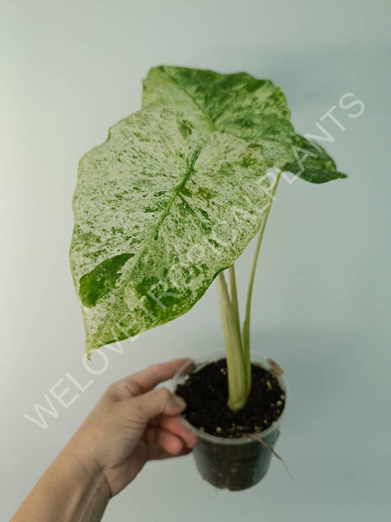 Alocasia macrorrhiza splash variegata