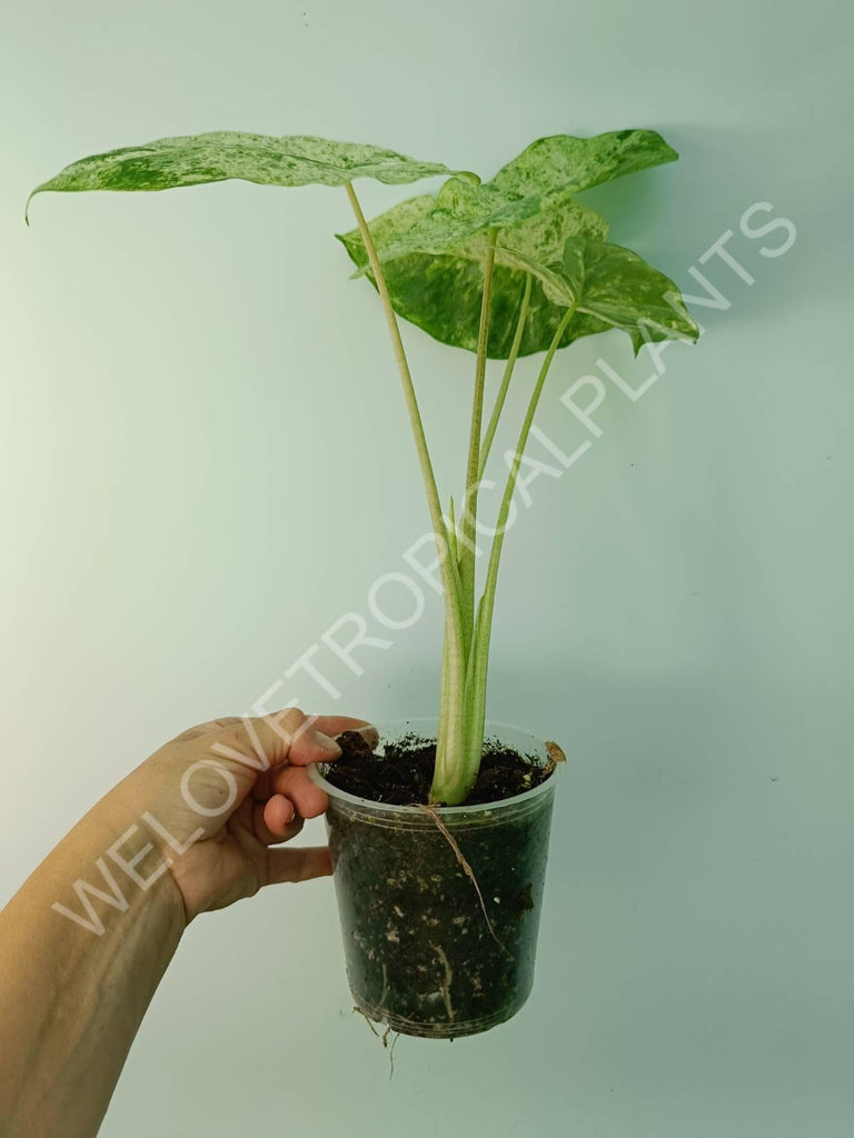 Alocasia macrorrhiza splash variegata