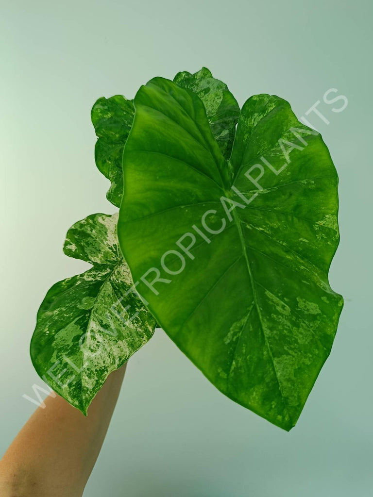 Alocasia macrorrhiza splash variegata