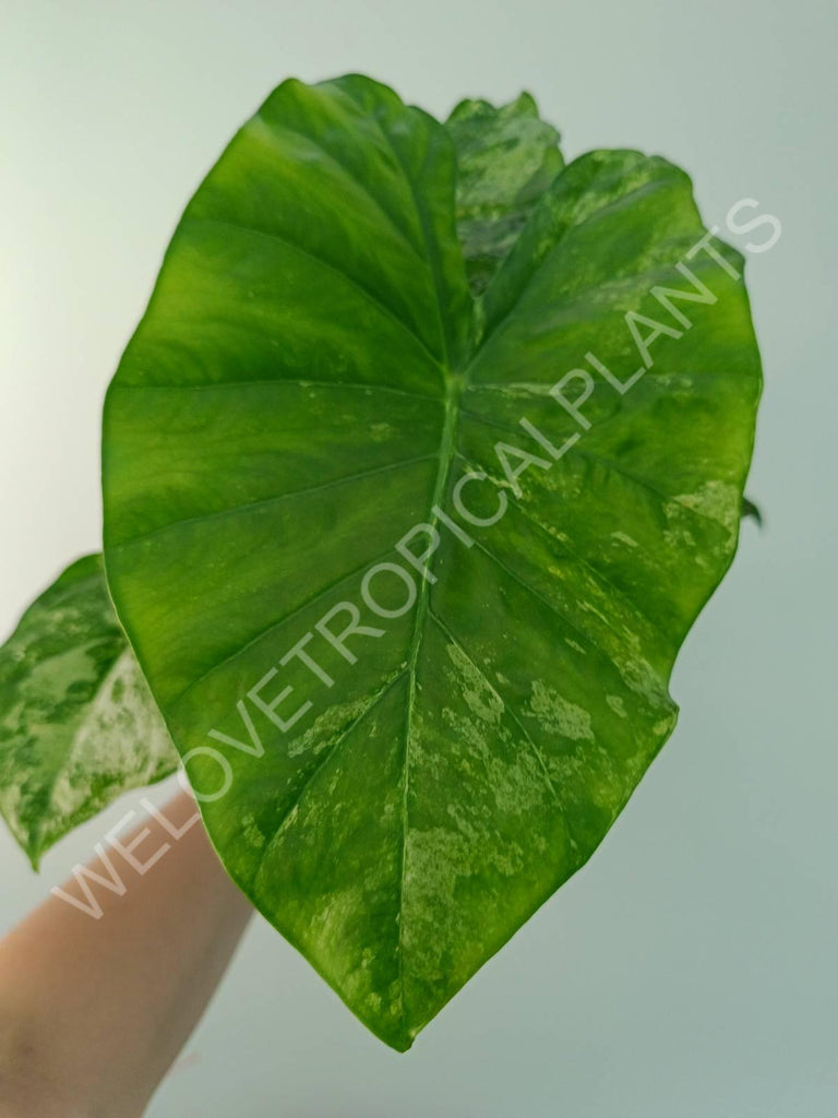 Alocasia macrorrhiza splash variegata