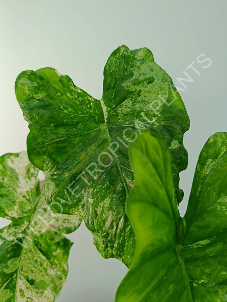 Alocasia macrorrhiza splash variegata