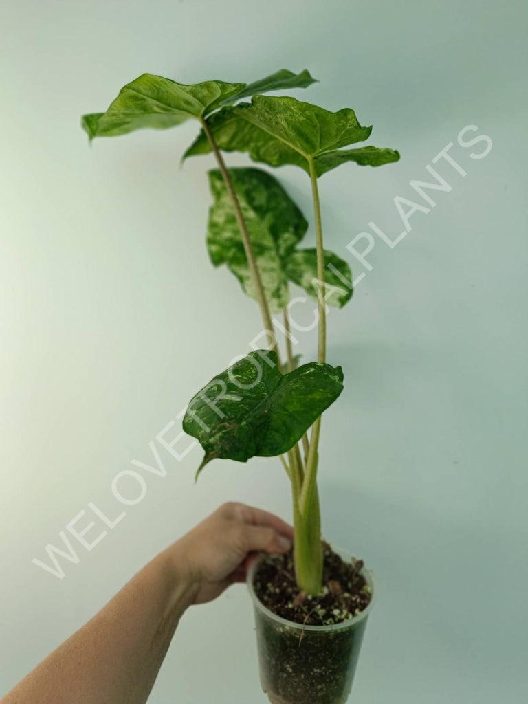 Alocasia macrorrhiza splash variegata