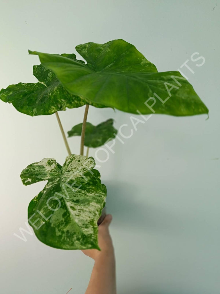 Alocasia macrorrhiza splash variegata