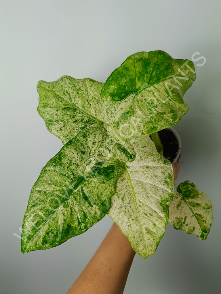 Alocasia macrorrhiza splash variegata