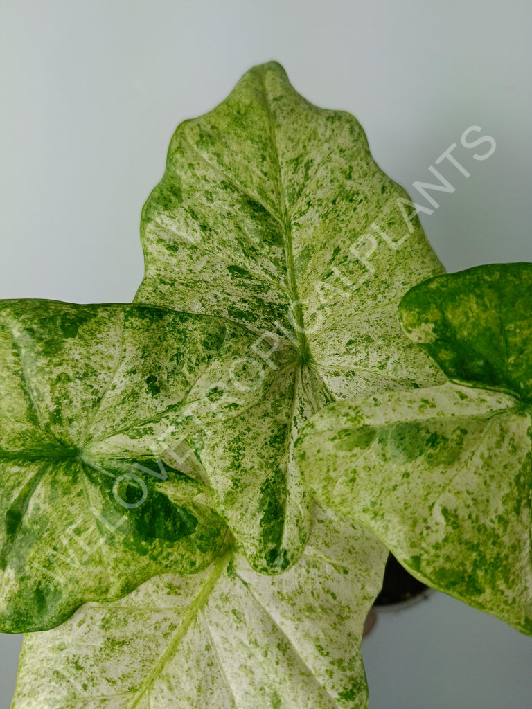 Alocasia macrorrhiza splash variegata