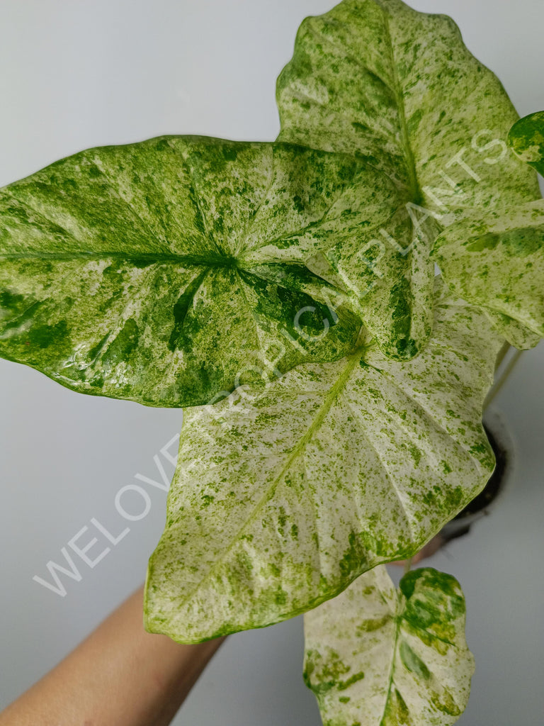 Alocasia macrorrhiza splash variegata