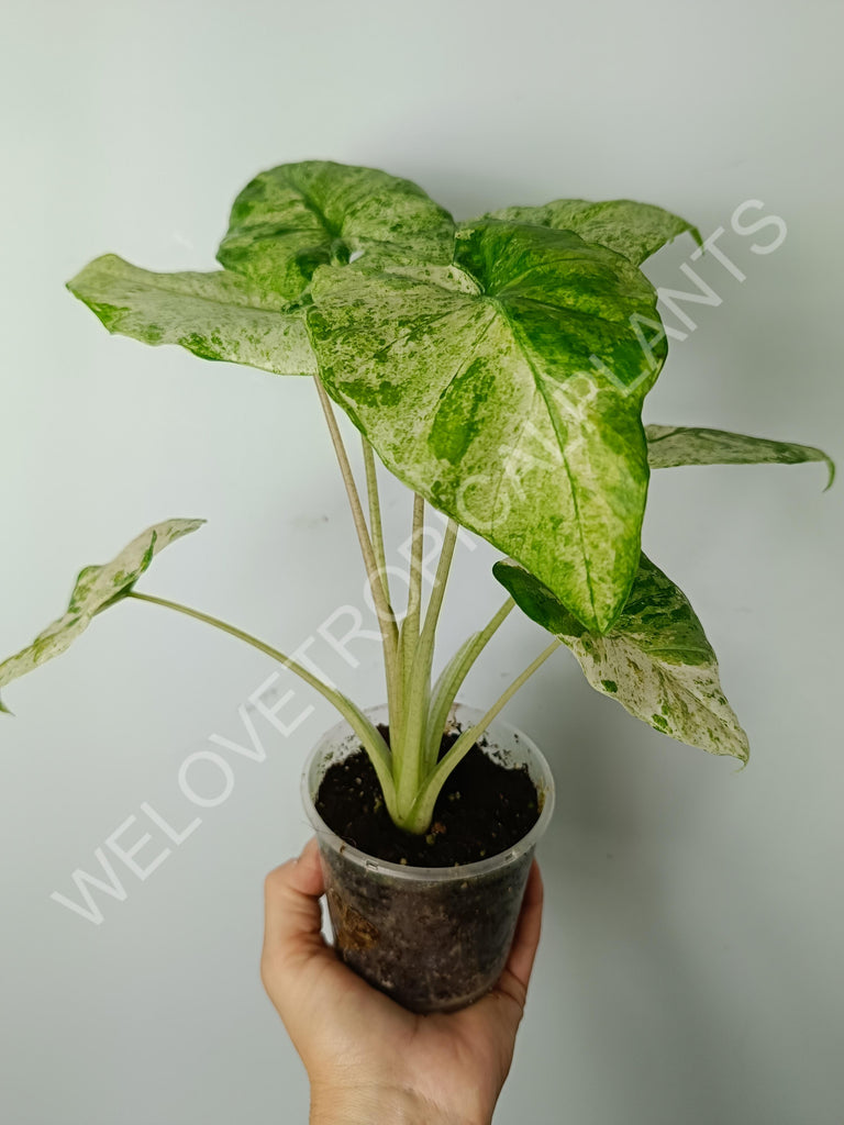 Alocasia macrorrhiza splash variegata