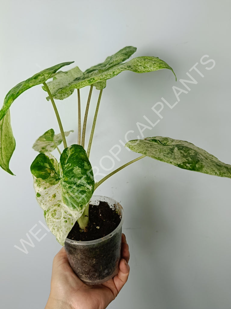 Alocasia macrorrhiza splash variegata