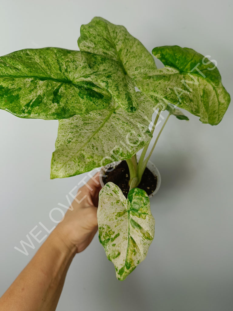 Alocasia macrorrhiza splash variegata