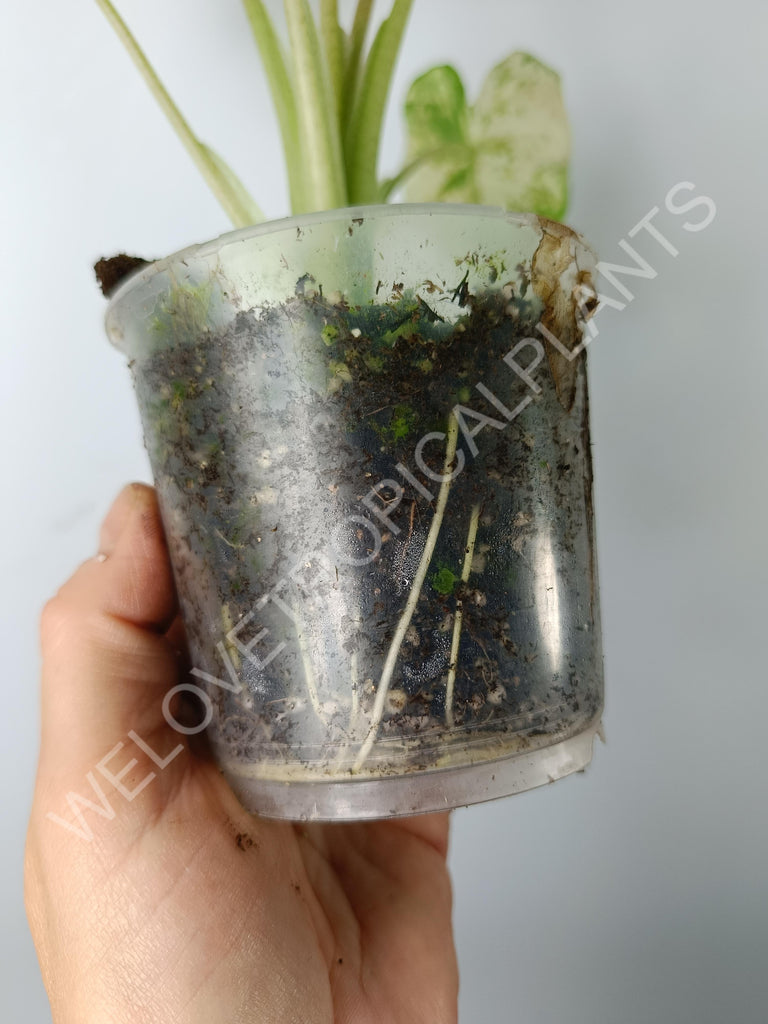 Alocasia macrorrhiza splash variegata