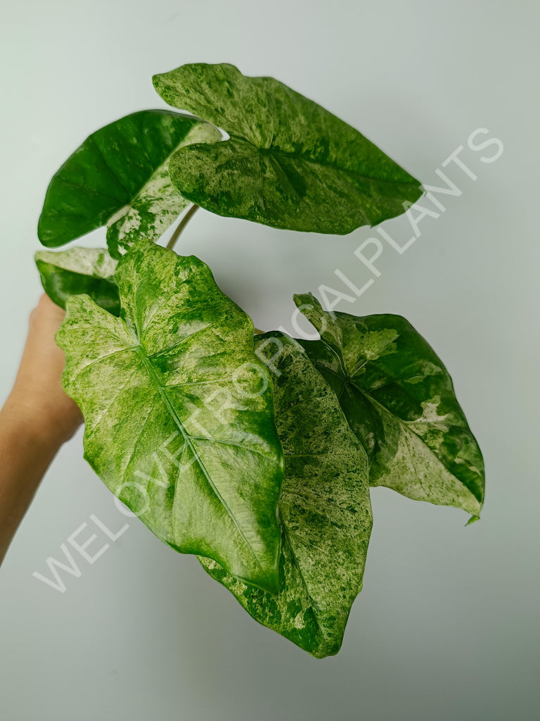 Alocasia macrorrhiza splash variegata