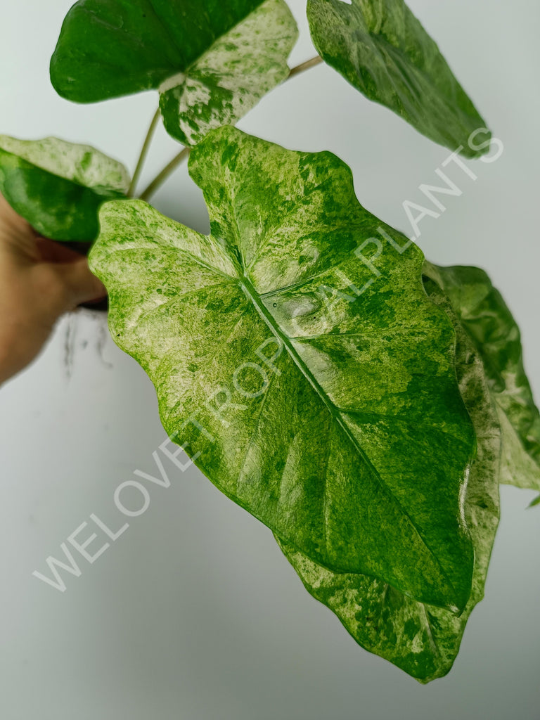 Alocasia macrorrhiza splash variegata