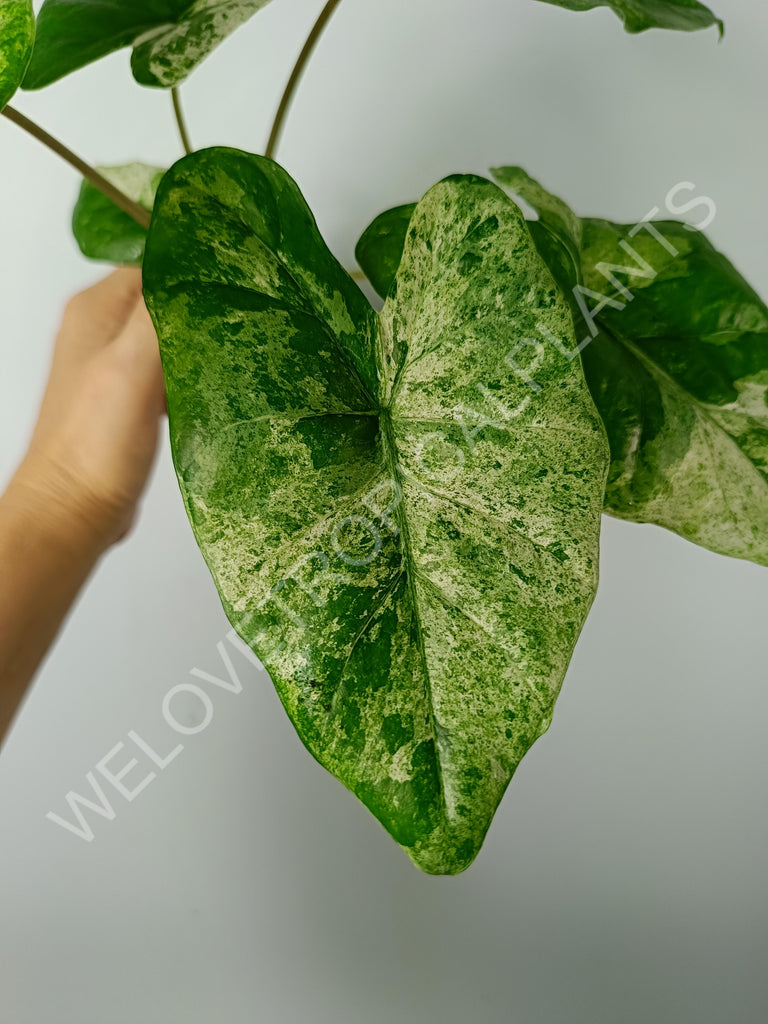 Alocasia macrorrhiza splash variegata