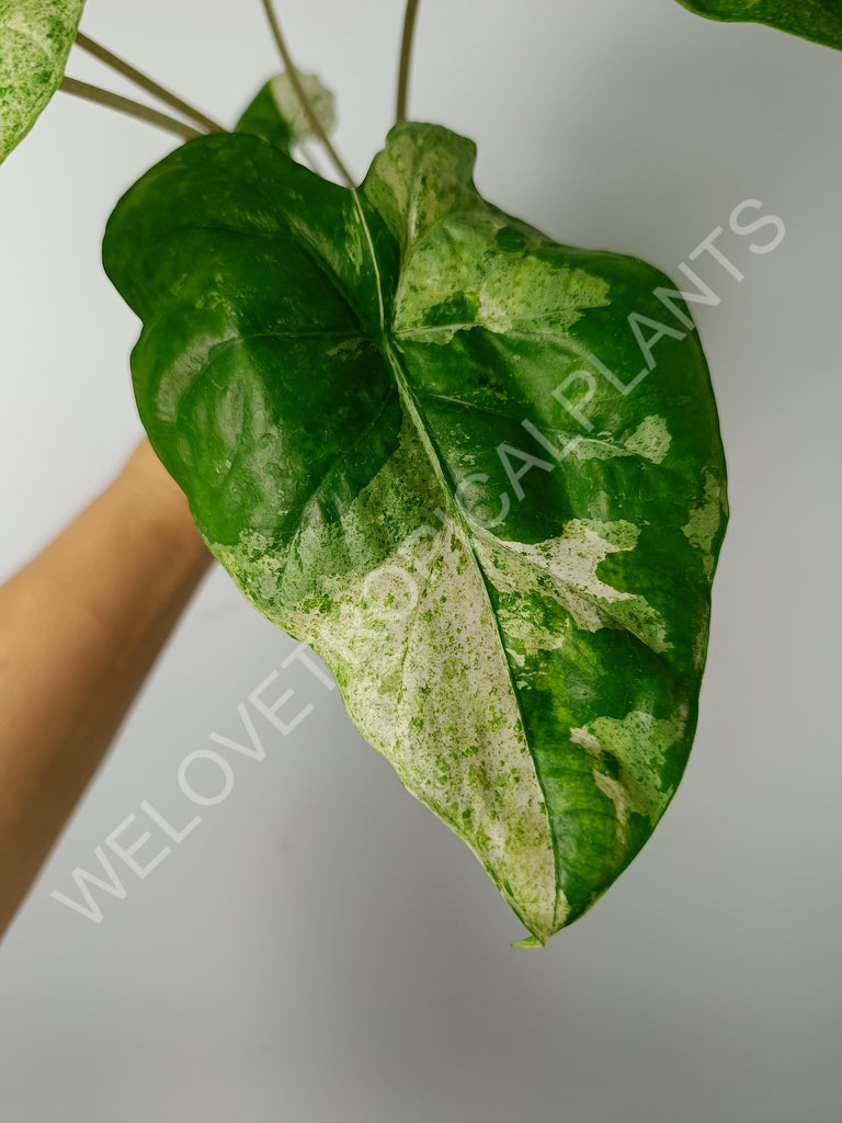 Alocasia macrorrhiza splash variegata