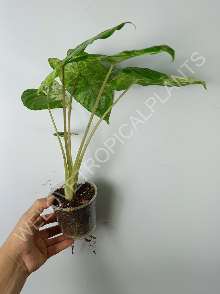 Alocasia macrorrhiza splash variegata