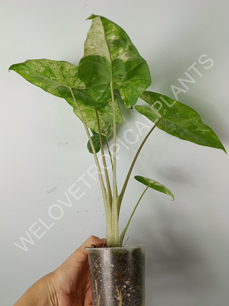 Alocasia macrorrhiza splash variegata