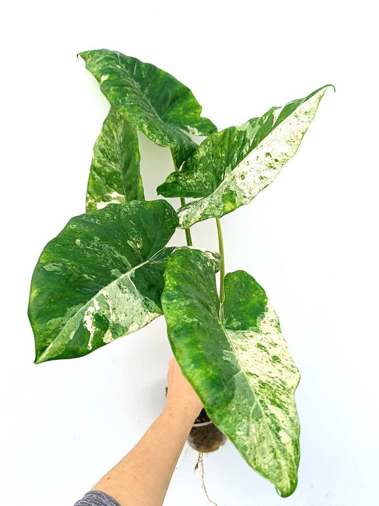 Alocasia macrorrhiza variegata