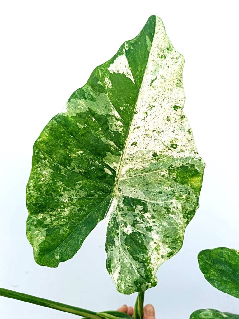 Alocasia macrorrhiza variegata