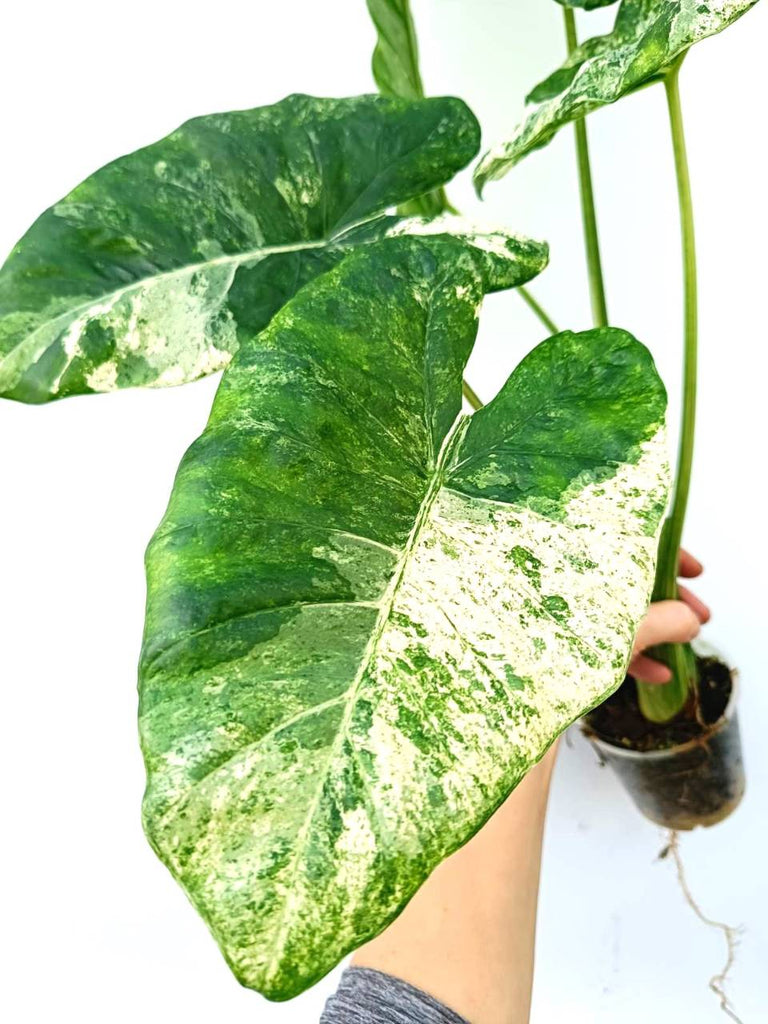 Alocasia macrorrhiza variegata