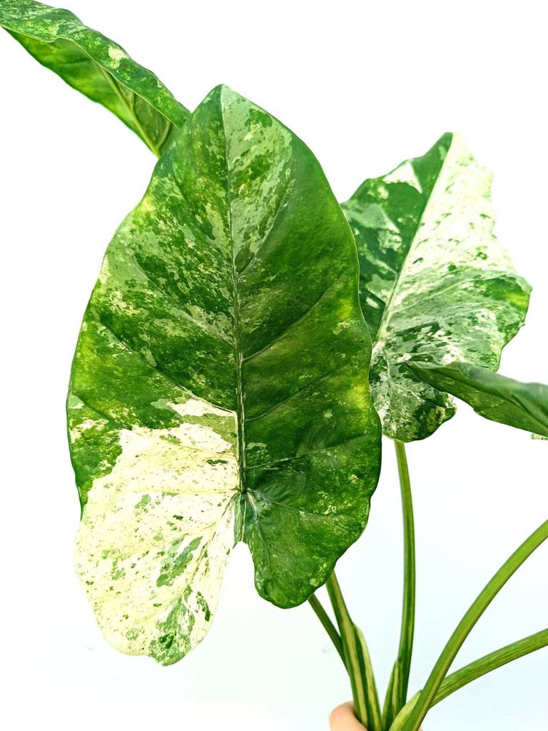 Alocasia macrorrhiza variegata