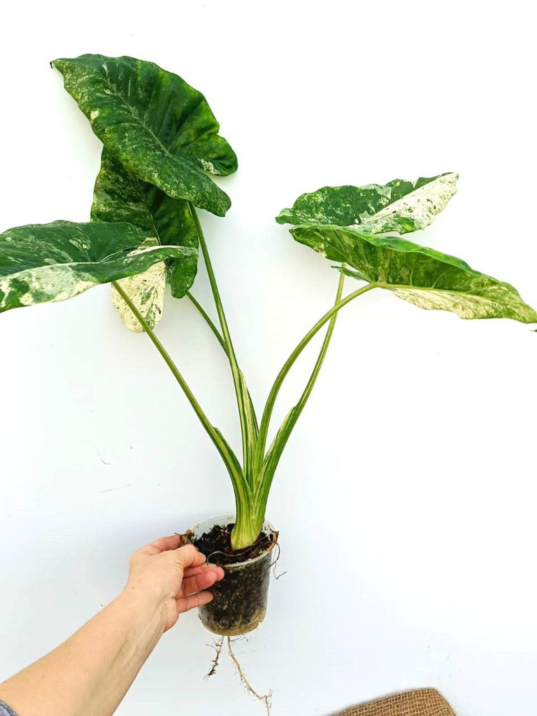 Alocasia macrorrhiza variegata