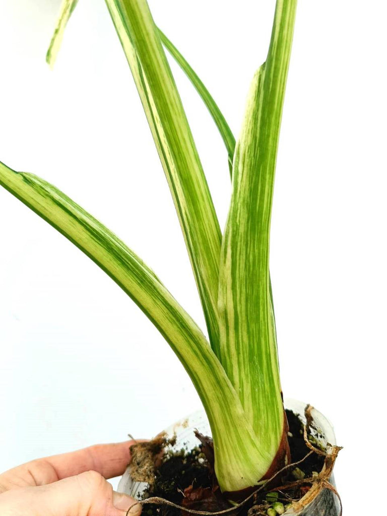 Alocasia macrorrhiza variegata