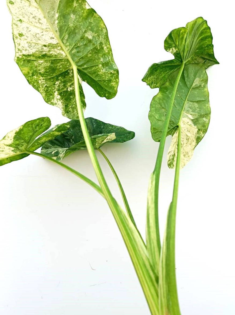 Alocasia macrorrhiza variegata