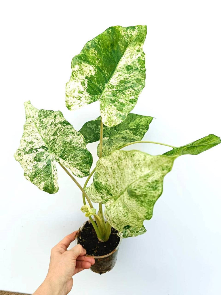 Alocasia macrorrhiza variegata