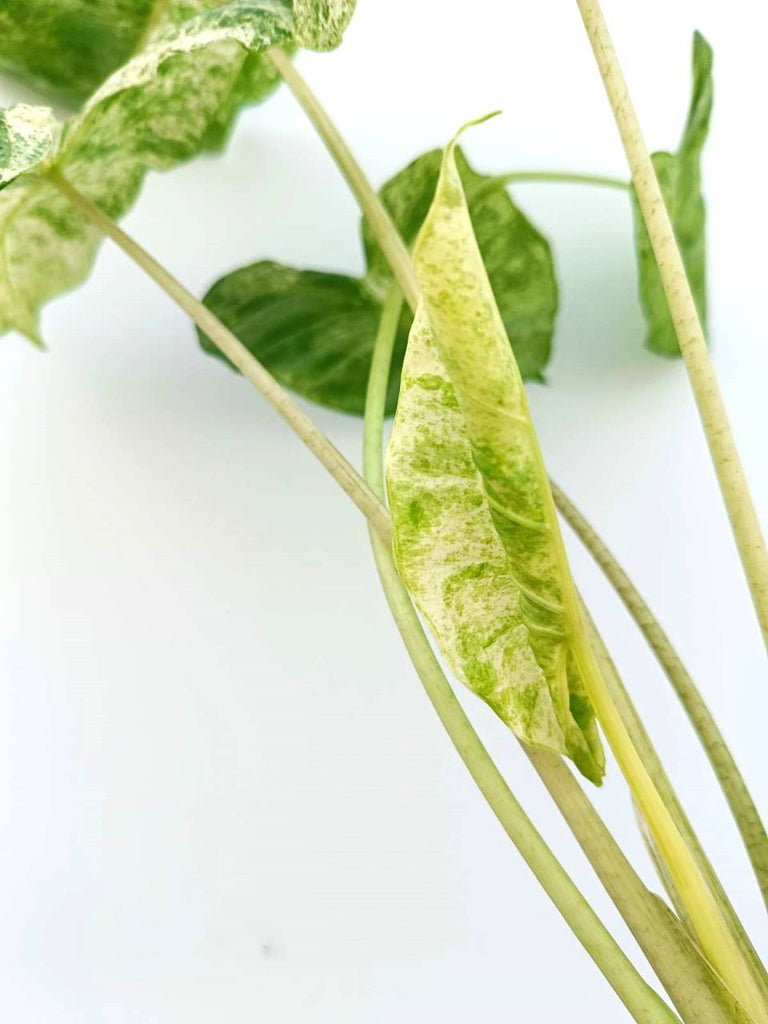 Alocasia macrorrhiza variegata