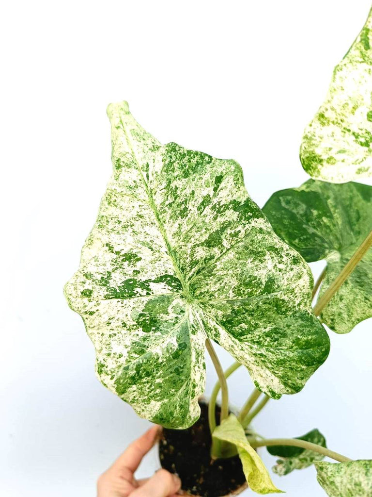 Alocasia macrorrhiza variegata