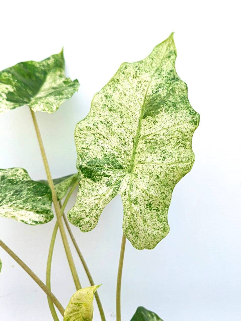 Alocasia macrorrhiza variegata