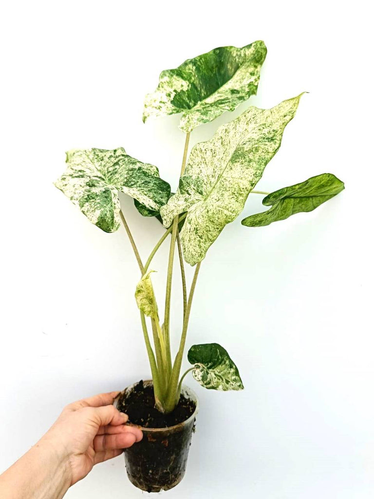 Alocasia macrorrhiza variegata