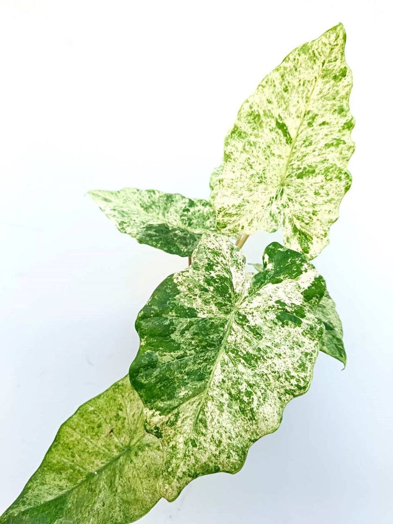 Alocasia macrorrhiza variegata