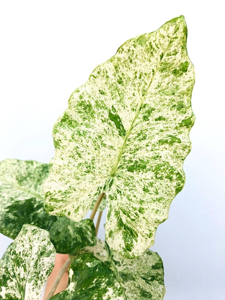 Alocasia macrorrhiza variegata