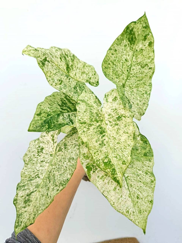 Alocasia macrorrhiza variegata