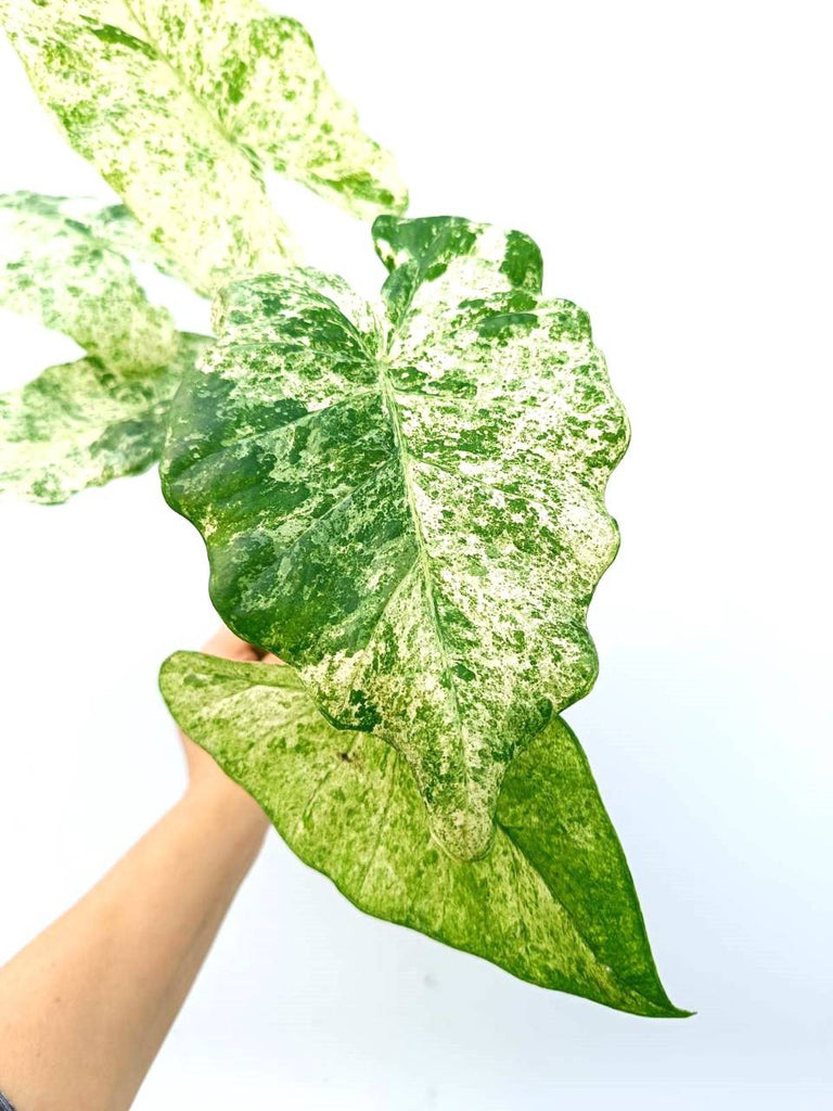 Alocasia macrorrhiza variegata