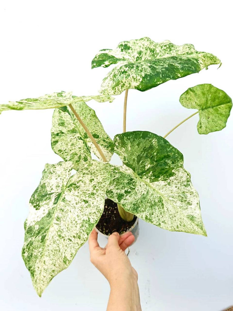 Alocasia macrorrhiza variegata