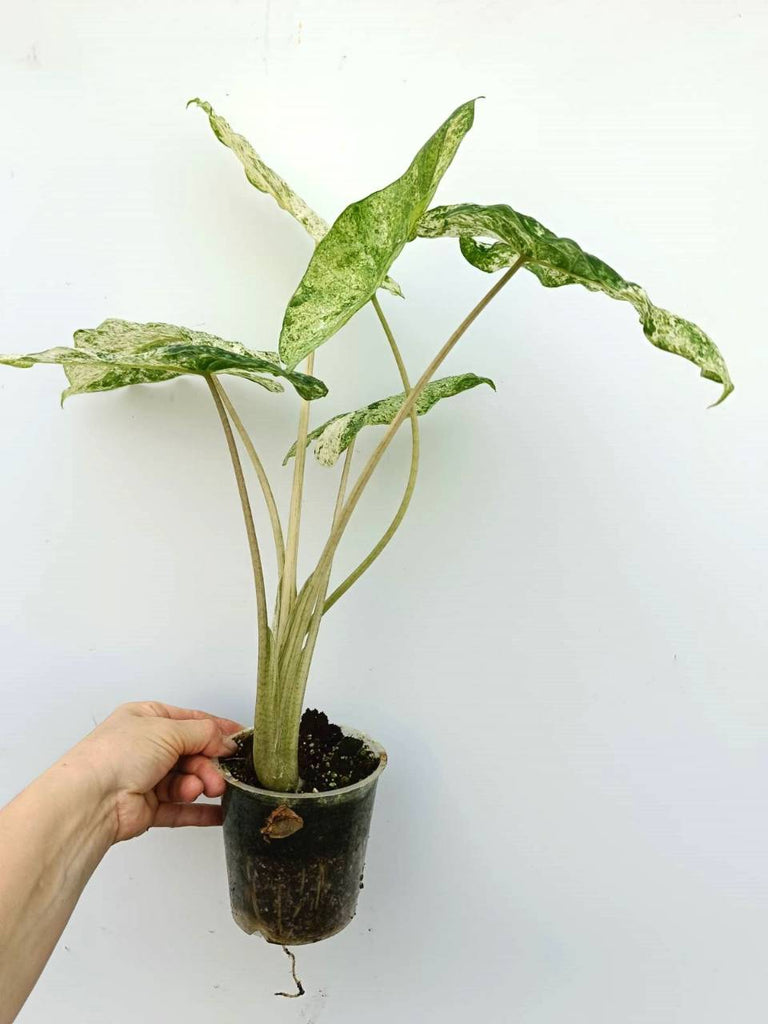 Alocasia macrorrhiza variegata