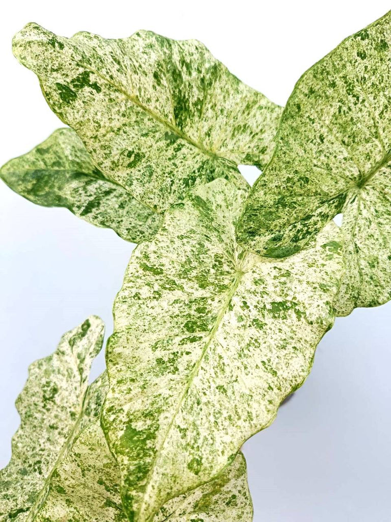 Alocasia macrorrhiza variegata