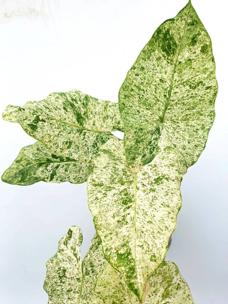 Alocasia macrorrhiza variegata